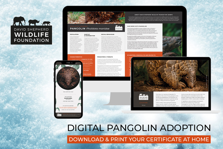 Digital Pangolin Adoption Pack with Personalised Certificate, Fact Sheets & Photo - Support Conservation with David Shepherd Wildlife Foundation - Gift Option Available | Wowcher
