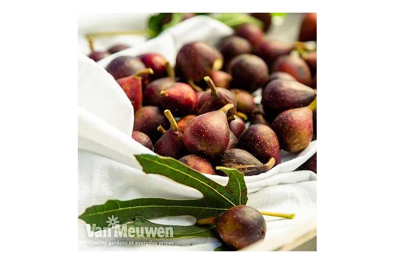 Little Miss Figgy Compact Patio Fig Tree - Sweet Fruit, Easy Care | Wowcher