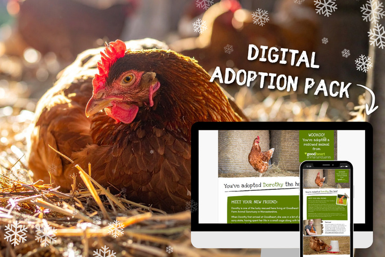 Adopt a Hen at Goodheart Animal Sanctuaries - Digital Adoption Pack | Wowcher