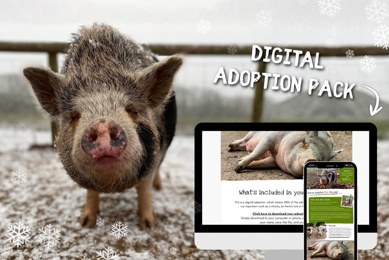 Adopt A Pig - Digital Adoption Pack - Goodheart Animal Sanctuaries (2 Options, Giftable) | Wowcher