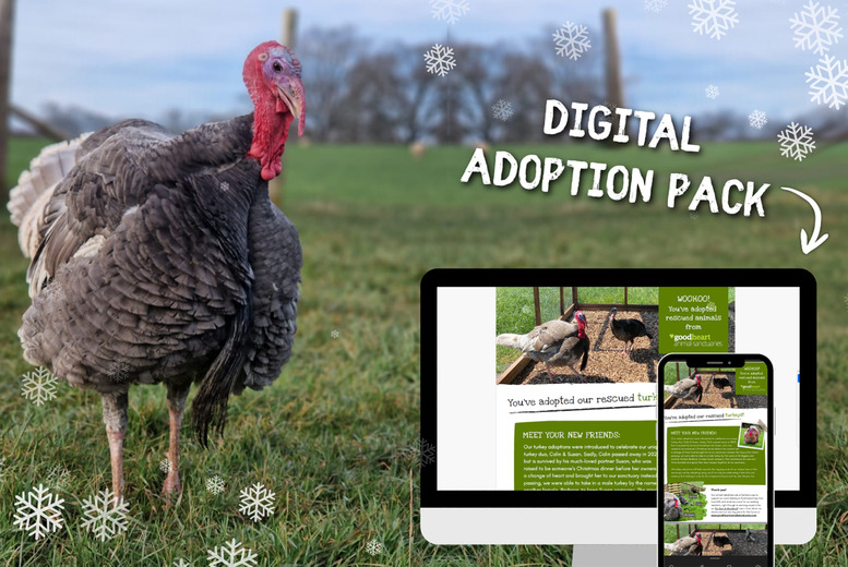 Adopt a Turkey - Digital Adoption Pack with an e-Certificate & More - Goodheart Animal Sanctuaries | Wowcher