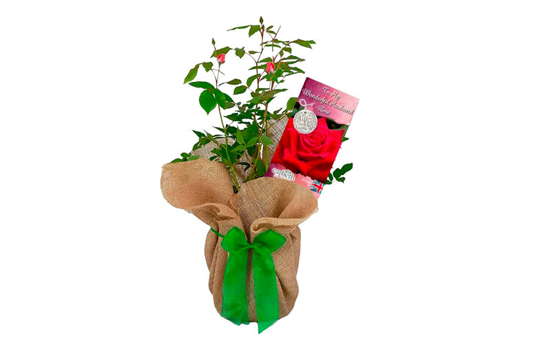 Gift-Wrapped Red Rose Bush with Card | Wowcher