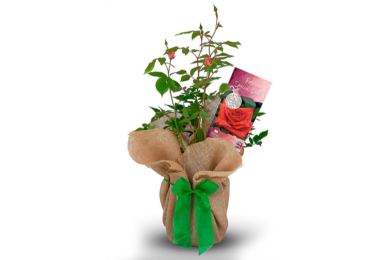 Special Dad Rose Bush – Hardy & Gift Wrapped | Wowcher