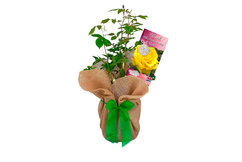Potted Wood Wedding Rose – Hardy Flowering Shrub, 1m Height, Gift Ready | Wowcher