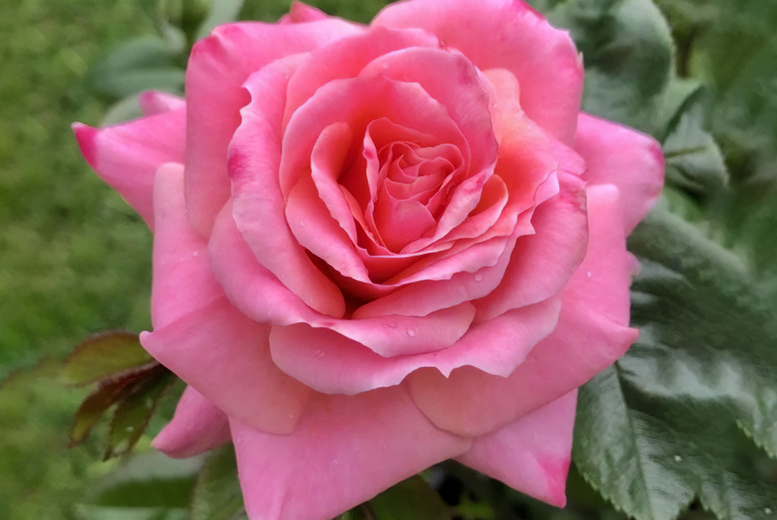 Special Daughter Pink Flowering Rose Bush – Hardy, Gift Wrapped, 1m Tall | Wowcher Special Daughter Pink Flowering Rose Bush – Hardy, Gift Wrapped, 1m Tall | Wowcher