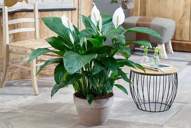 Peace Lily Indoor Plant – Air-Purifying Elegance | Wowcher Peace Lily Indoor Plant – Air-Purifying Elegance | Wowcher