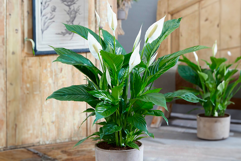 Peace Lily Plant Offer Wowcher