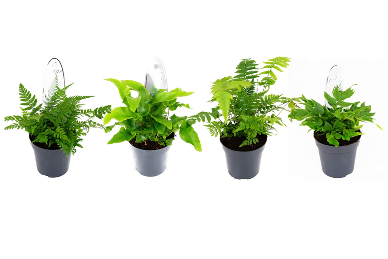 Fern Plant Mix – 6 Stunning Fern Varieties | Wowcher