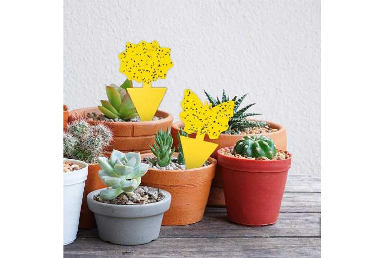 Ultimate 48-Piece Fruit Fly Trap Set | Wowcher