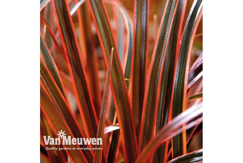 Uncinia Everflame Sedge Grass - Vibrant Perennial, Year-Round Colour, 30cm Height | Wowcher