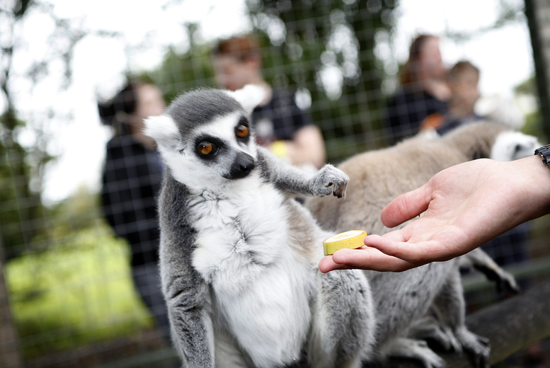 1-Hour Lemur Encounter for Two at Hoo Zoo & Dinosaur World, Shropshire | Wowcher