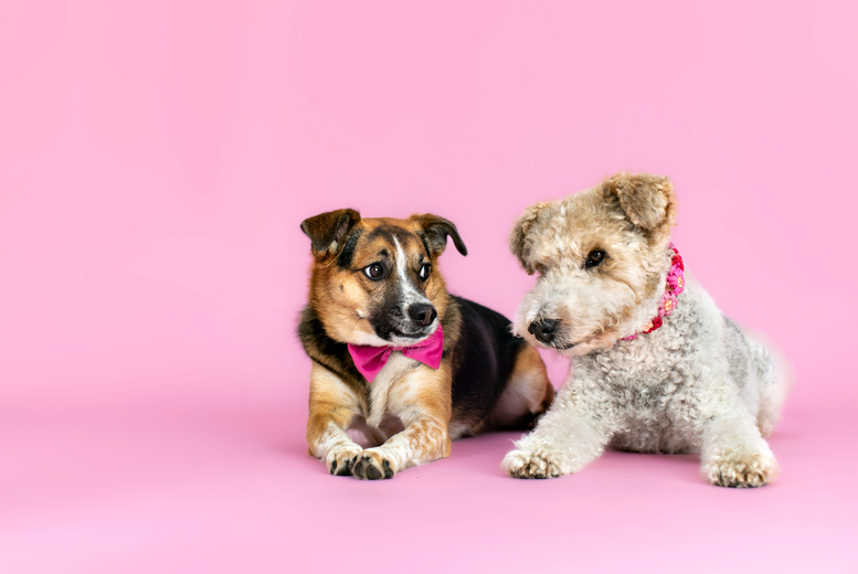 Pet Photoshoot with One Print at Love Photo | Wowcher