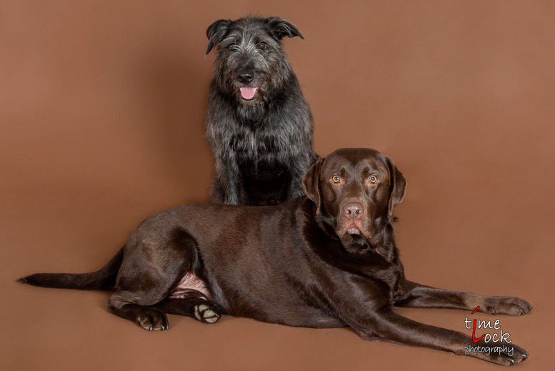 Pet Photoshoot with Time Lock Photography | Wowcher