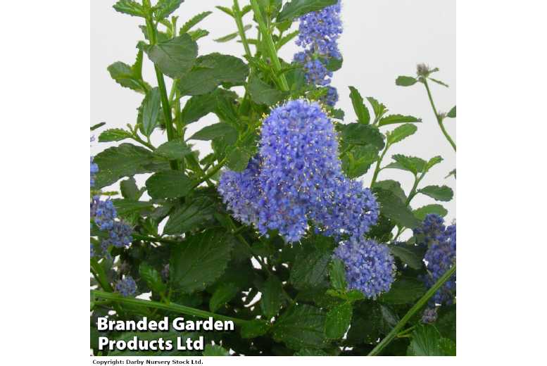 Evergreen Californian Lilac Plant Trio | Wowcher
