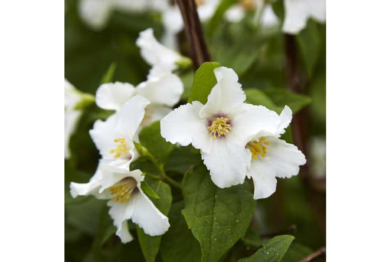 Philadelphus 'Belle Etoile' Shrub - Scented Blooms | Wowcher