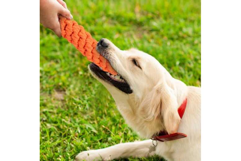 Exciting 10-Piece Pet Chew & Bite Toy Set | Wowcher