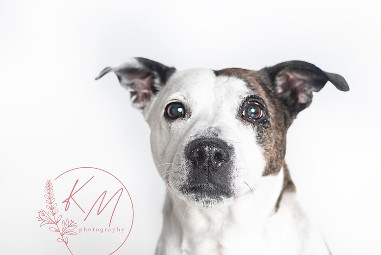 Pet Portrait Photoshoot – Kate Morley Photography – Nottingham | Wowcher Pet Portrait Photoshoot – Kate Morley Photography – Nottingham | Wowcher