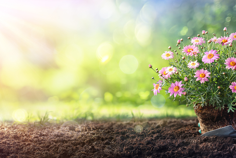 Kitchen Gardening for Beginners Online Course with CPD Certificate | Wowcher