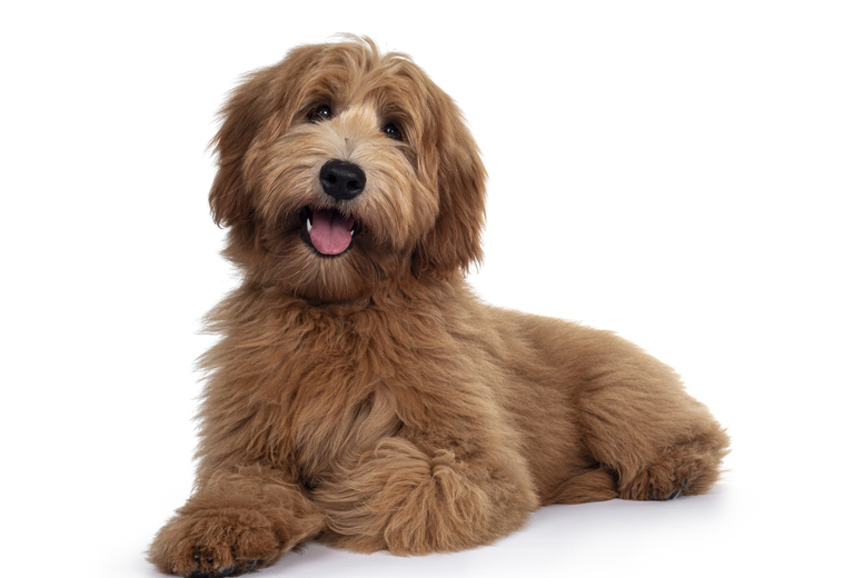 CPD-Accredited Dog Health Care Online Course | Wowcher