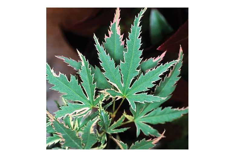 Acer Butterfly Japanese Maple Tree | Wowcher