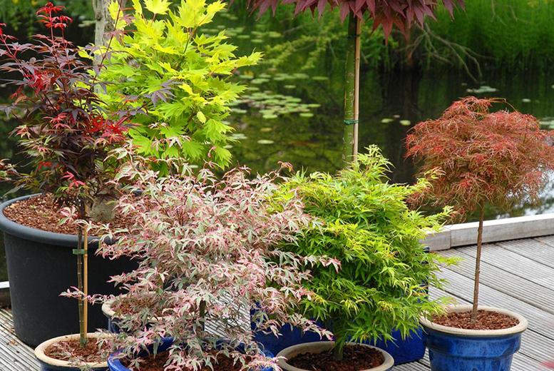 Japanese Maple (Acer palmatum) Duo – 2 or 4 Potted Trees, Vibrant Foliage | Wowcher
