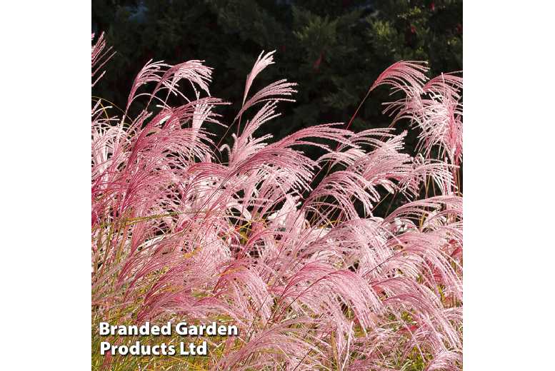 Stunning Pampas Grass Plants - Pink or White Varieties | Wowcher