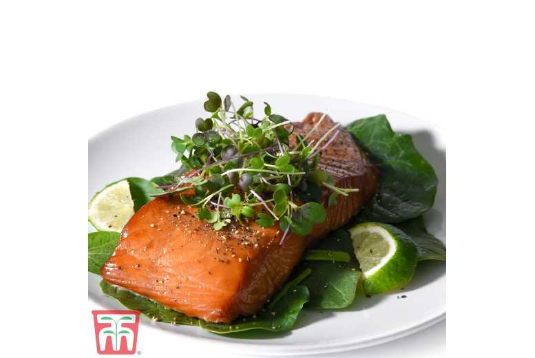 Microgreens Classic Seed Grow Kit - 5 Varieties, Complete Indoor Set | Wowcher