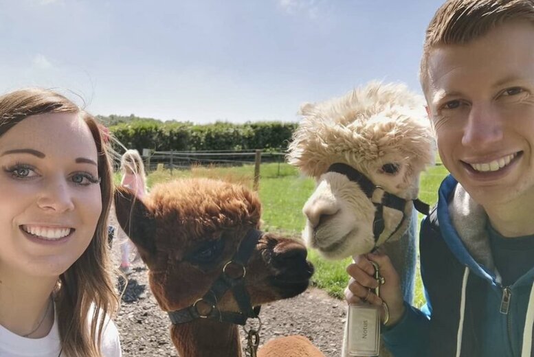 Afternoon Tea & Walk with Alpacas – Charnwood Forest | Wowcher