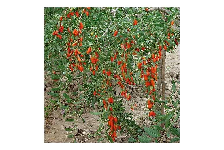 Goji Berry 'Synthia' Hardy Fruit Shrub - Antioxidant-Rich, 2m Mature Height | Wowcher
