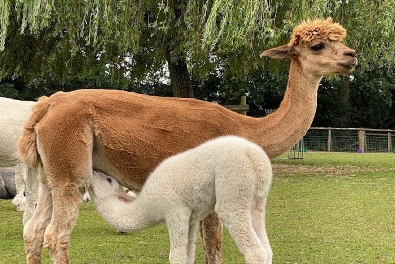 2-Hour Alpaca Meet & Greet Experience for Two at Pennybridge Farm – Lead, Walk & Connect | Wowcher
