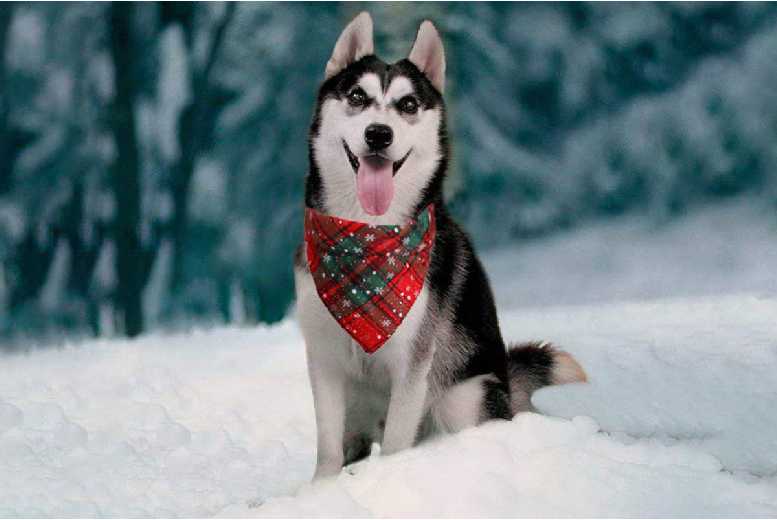 Festive Flair: 4Pcs Snowflakes Christmas Dog Bandana Set | Wowcher