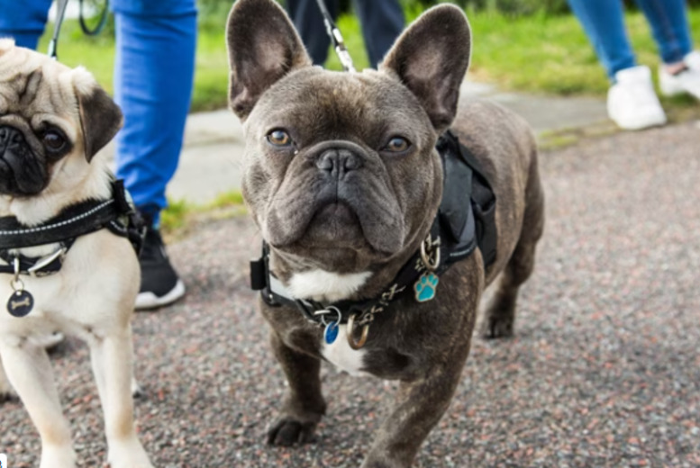 Dog Walking & Socialising Online Course Bundle – CPD & ICOES Certified | Wowcher