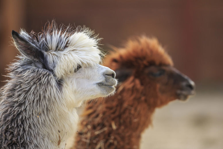 Entry to Charnwood Alpacas Petting Farm for Two or Family - Includes Drink & Cake Option | Wowcher