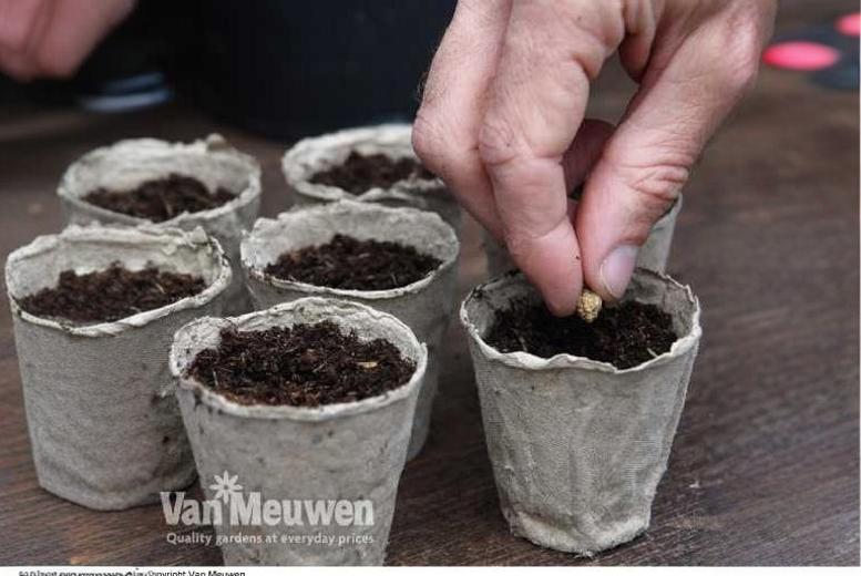 Eco Seed Sowing Fibre Pots: Biodegradable Planting | Wowcher Eco Seed Sowing Fibre Pots: Biodegradable Planting | Wowcher