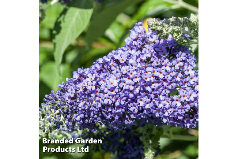 Buddleja ‘Lochinch’ Flowering Shrub – RHS Award, Pollinator-Friendly, 300cm Mature Height | Wowcher