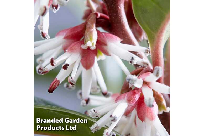 Sarcococca Winter Gem Evergreen Shrub - Fragrant Winter Flowering Bush | Wowcher