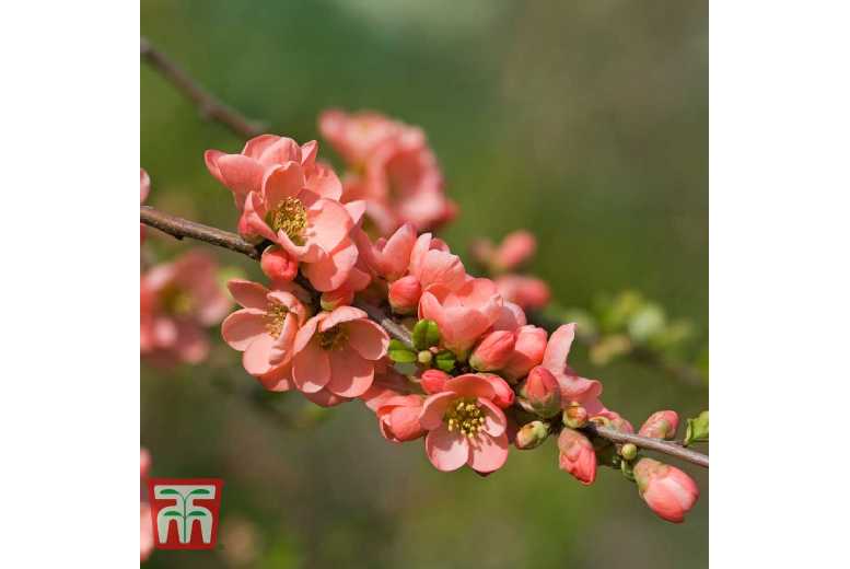 Chaenomeles superba ‘Salmon Horizon’ Shrub | Wowcher