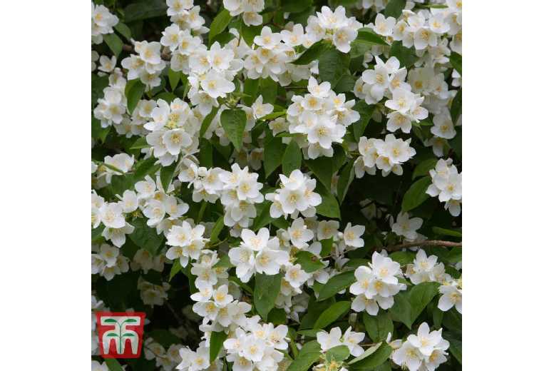 Philadelphus coronarius Shrub – Fragrant Blooms | Wowcher
