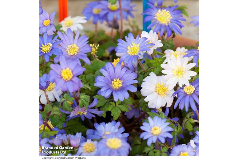 Summer Saver Flowering Bulb Mix – 110 or 220 Bulbs | Wowcher