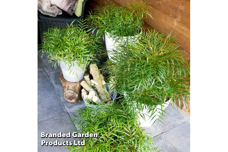 Mahonia 'Soft Caress' Evergreen Shrub | Wowcher