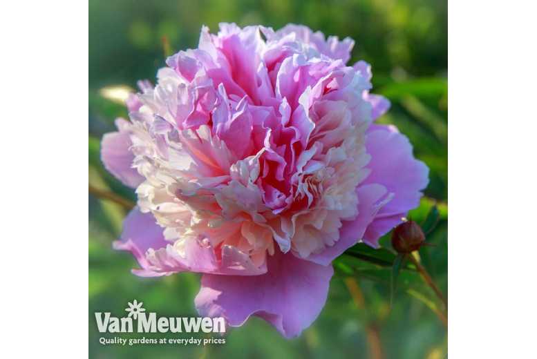 Peony Pink Sorbet Plants - Fragrant Perennials | Wowcher