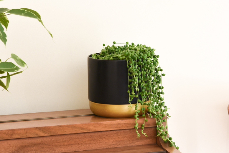 Senecio String of Pearls – Trailing Indoor Succulent, 9cm Pots | Wowcher