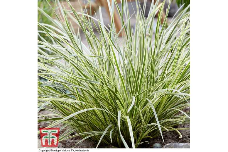 Lomandra 'White Sands' Hardy Evergreen Perennial - Up to 3 Plants | Wowcher