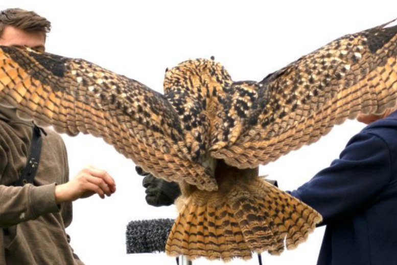 3-Hour Falconry & Animal Handling Experience – Mercer Falconry, Derbyshire | Wowcher 3-Hour Falconry & Animal Handling Experience – Mercer Falconry, Derbyshire | Wowcher