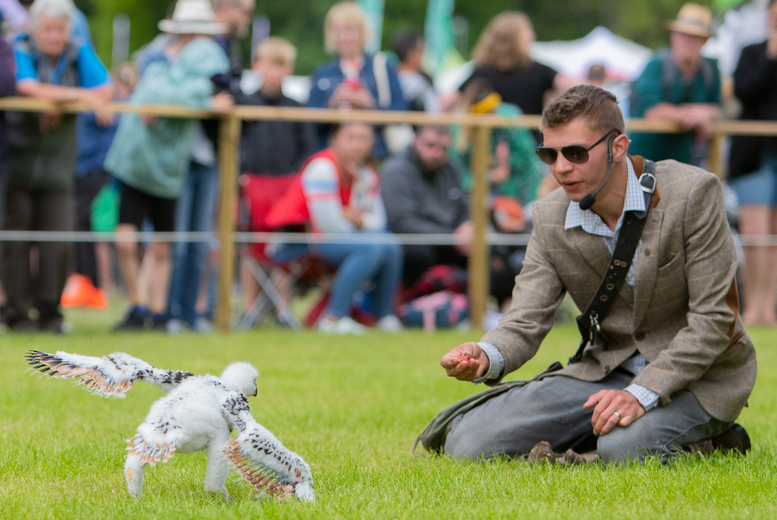 1 Hour Junior Falconry Experience at Mercer Falconry, Derbyshire | Wowcher