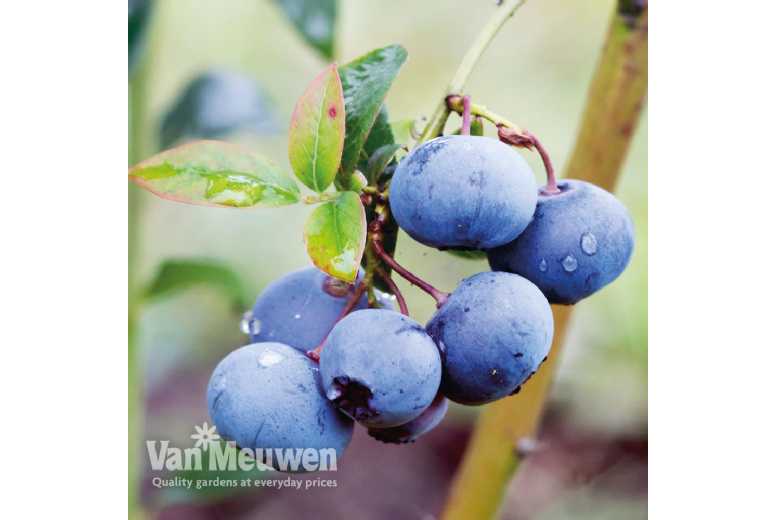Potted Blueberry Shrub Collection – Fruit-Bearing, Hardy, Patio-Ready | Wowcher