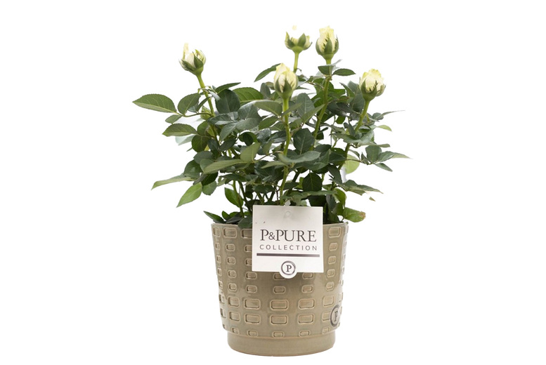 White Rose Flowering Houseplant in Decorative Pot – Indoor Blooming Plant | Wowcher