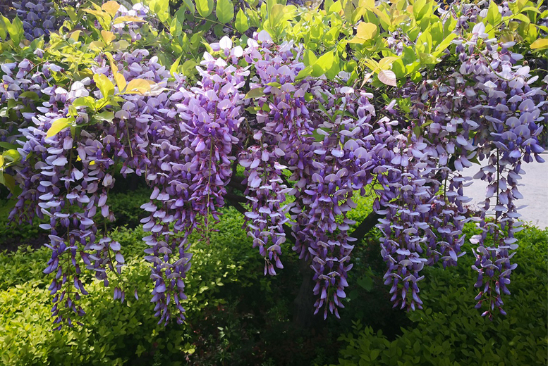Wisteria sinensis ‘Prolific’ – up to 3 Scented Wisteria Plants – Cascading Blooms, Spring Beauty | Wowcher