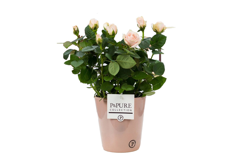 Pink Rose Houseplant – Flowering Indoor Shrub in Decorative Pot | Wowcher Pink Rose Houseplant – Flowering Indoor Shrub in Decorative Pot | Wowcher