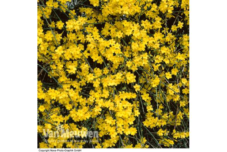 Winter Flowering Jasmine Shrub - Hardy Climber | Wowcher